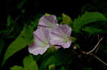 Hedge false bindweed